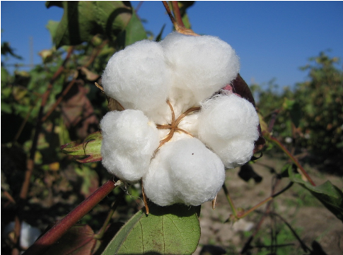 organic cotton fibre
